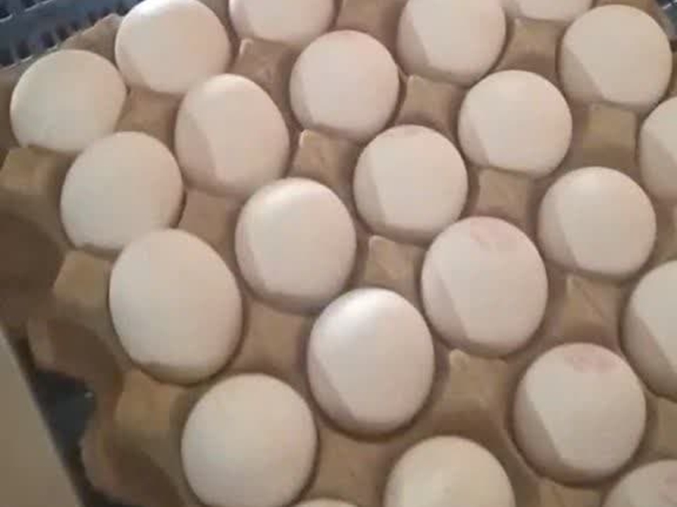 ممنوعیت نقل و انتقال تخم‌مرغ خوراکی فاقد گواهی بهداشتی قرنطینه ای حمل در شهرستان
